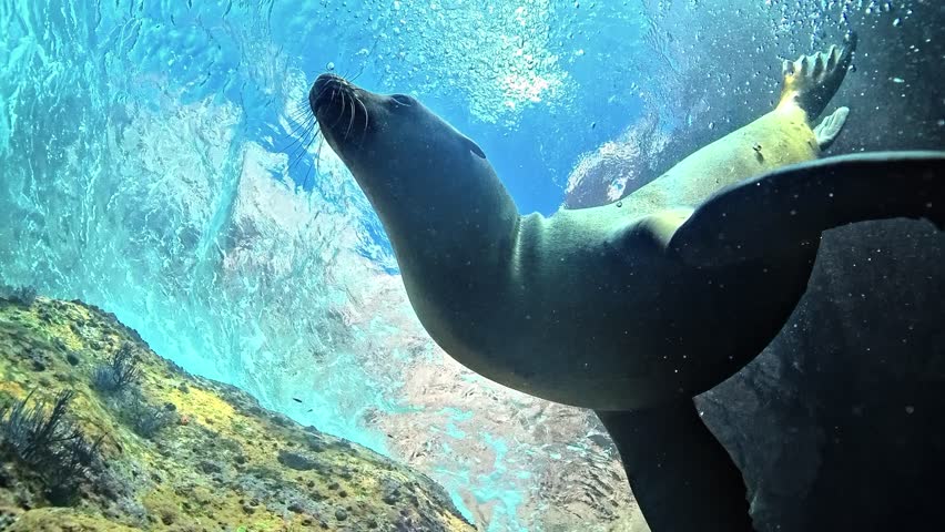     Sea lion - Otariidae - swims upward above the camera, surrounded by bubbles against a transparent blue sky. Check the gallery for similar footages
