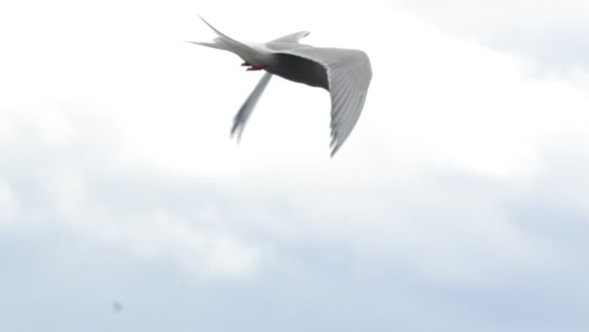 Arctic Tern Hovering and Hunting in the Sky Over Iceland