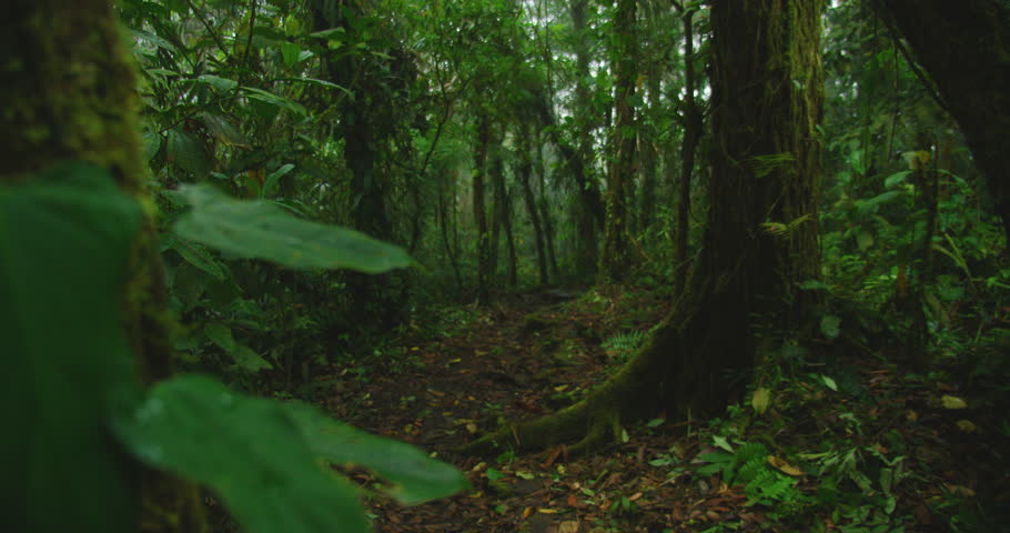 A shaded Costa Rica jungle trail stretching through dense greenery on a summer travel day