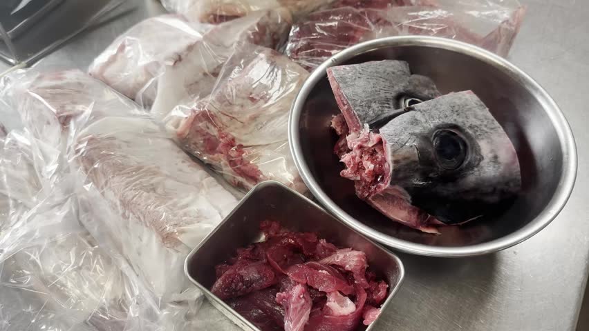 Filleting and portioning a fresh young bluefin tuna, preparing red meat akami and the head before storage in a Japanese izakaya kitchen. Raw seafood for sushi and sashimi.
