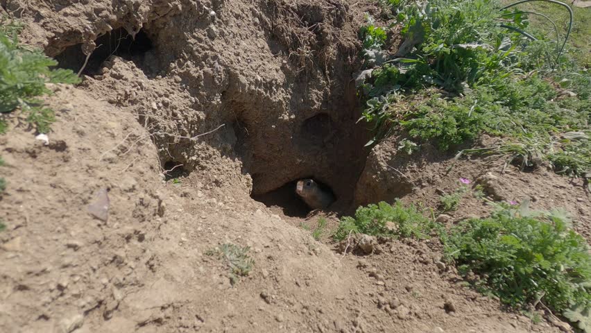Timelapse of a prairie dog coming out of a hole