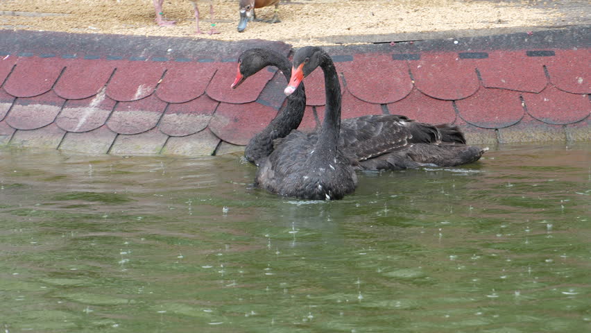 Two black swans on the lake in the rain.