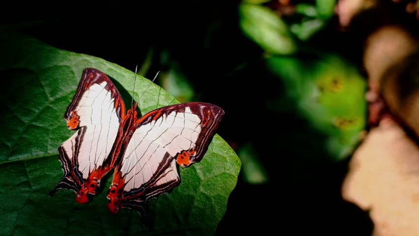 A stunning close-up shot capturing a beautiful Straight-lined Mapwing butterfly, scientifically known as Cyrestis nivea, resting with wide-open wings on a vibrant green leaf. Illuminated by a natural beam of sunlight filtering through the canopy, the insect is actively sunbathing to regulate its body temperature. The footage showcases its unique, intricate map-like wing patterns, paper-white base coloration, and subtle orange accents, filmed in its protected mountain forest habitat of East Java, Indonesia.