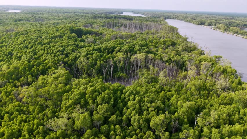 Aerial footage of Kuala Gula mangrove forest and adjacent river coastline.