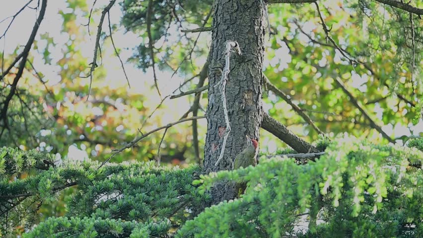 A Scaly-bellied Woodpecker (Picus squamatus) perches on a conifer tree trunk surrounded by lush green forest foliage in its natural mountain habitat.
