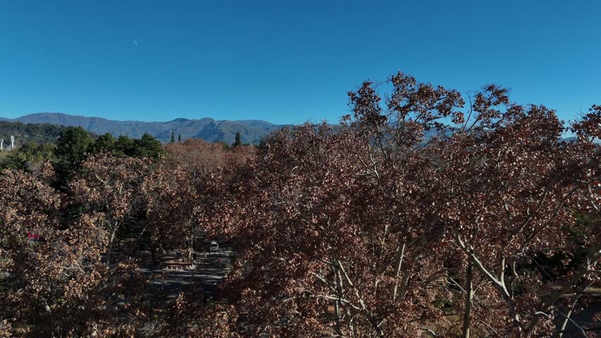 Autumn Park With Bare Trees and Distant Mountain Range Under Clear Blue Sky and Moon. Mendoza, Argentina
