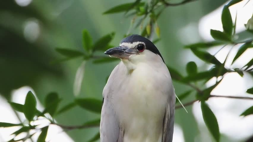 Close up portrait of a wild night heron bird with striking red eyes standing with its beak wide open among lush green foliage.