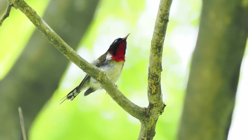 Close up of a small wild bird with a striking red breast and black head peacefully perching on a tree branch against a beautifully blurred green foliage background.