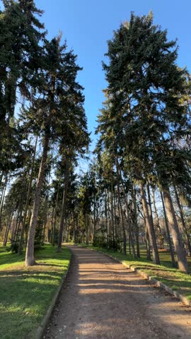 Pathway lined with tall evergreen trees in a peaceful park, sunlight streaming through branches, inviting visitors for a calming nature experience