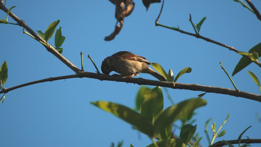 A sparrow perched on a tree branch.