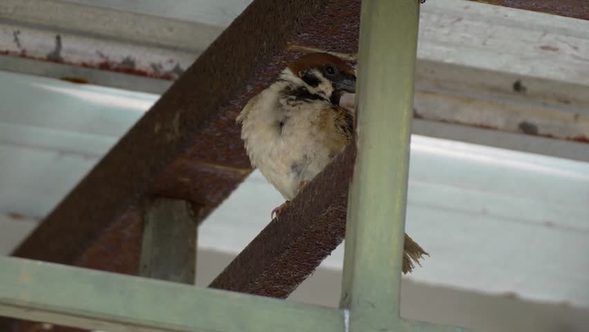 A sparrow preening perched on a metal beam.