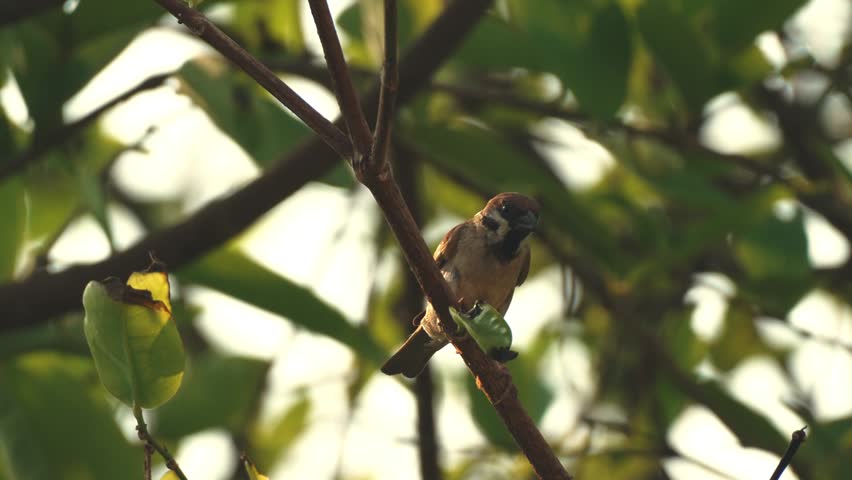 A sparrow perched on tree branches.