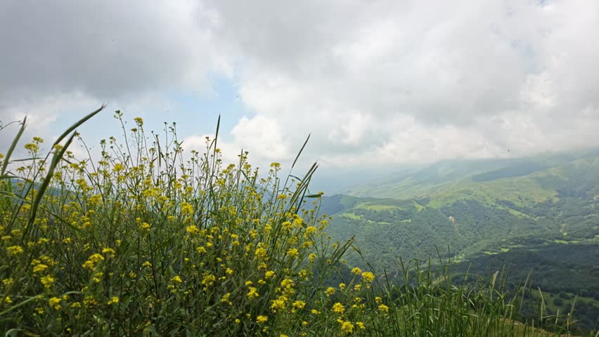 Yellow wildflowers bloom on grassy hilltop. Clouds drift over rolling green mountains