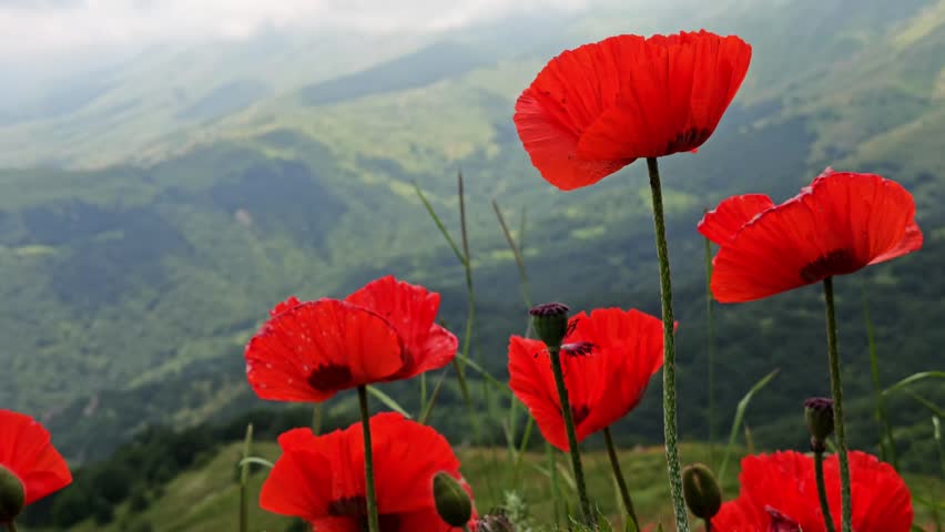 Bright red poppies bloom in a grassy meadow