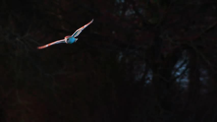A striking, intimate capture of a barn owl (Tyto alba) with wings spread, flying directly into the lens during the twilight hour.
