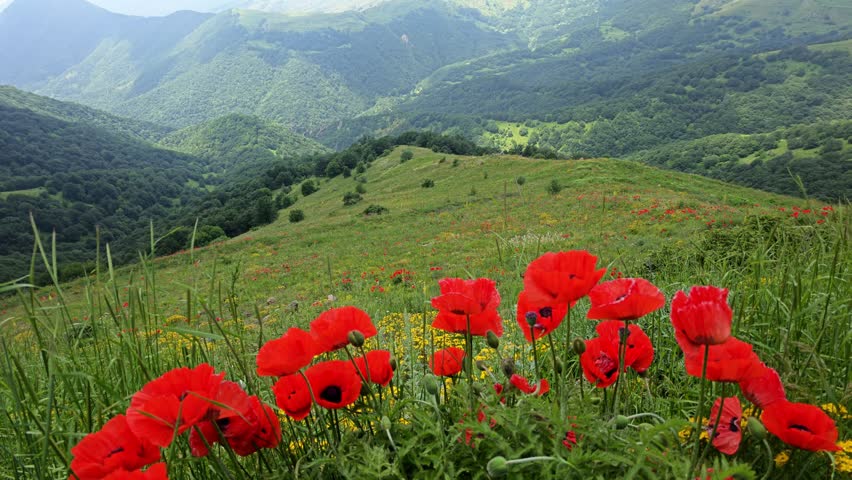 Red poppies bloom in grassy meadow. Rolling green hills stretch into distance
