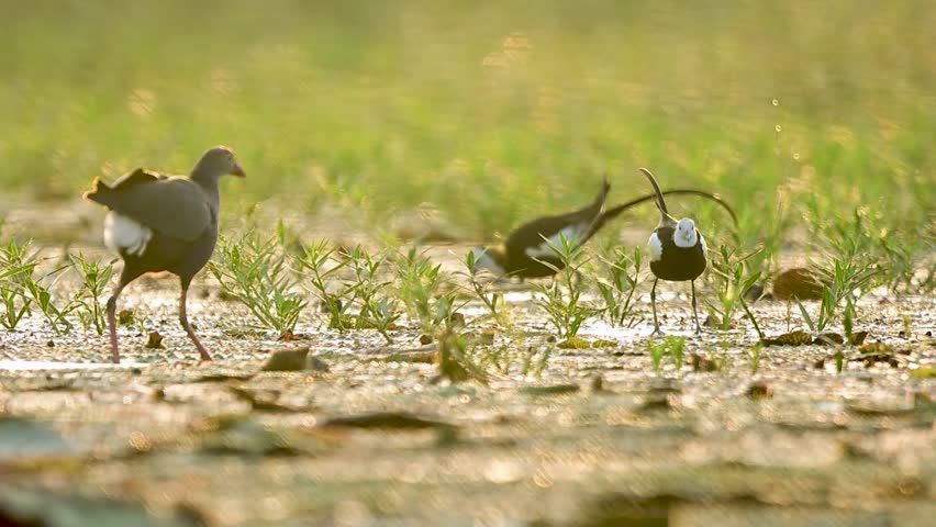 A Grey-headed Swamphen (Porphyrio poliocephalus) shares a freshwater wetland with two elegant Pheasant-tailed Jacanas (Hydrophasianus chirurgus) in beautiful golden morning light.