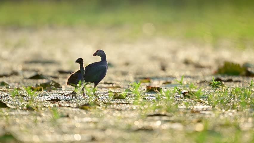 A peaceful wetland scene featuring an adult Grey-headed Swamphen and its chick in their native freshwater habitat.