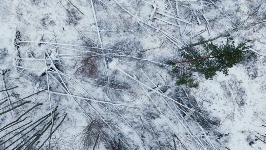 Top view fallen trunks creating striking natural patterns across frozen ground.