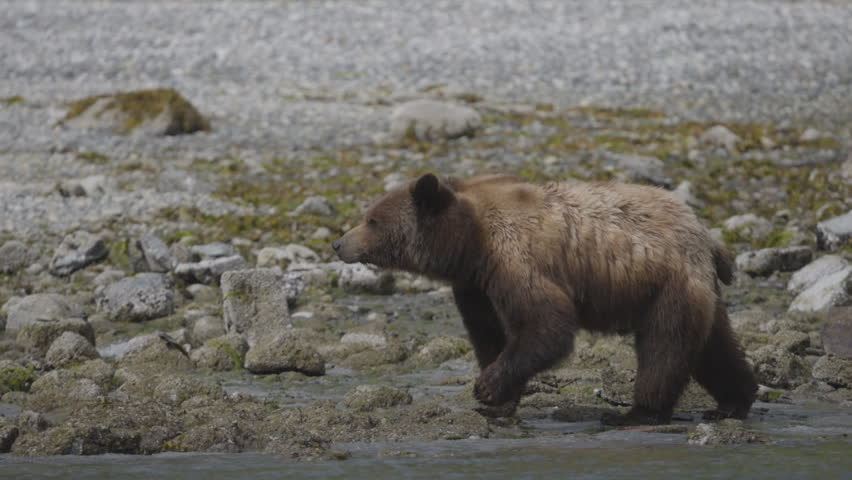 A cinematic shot of a wild brown bear foraging and walking along a rocky shoreline. Captures authentic wildlife behavior in a sustainable natural habitat.