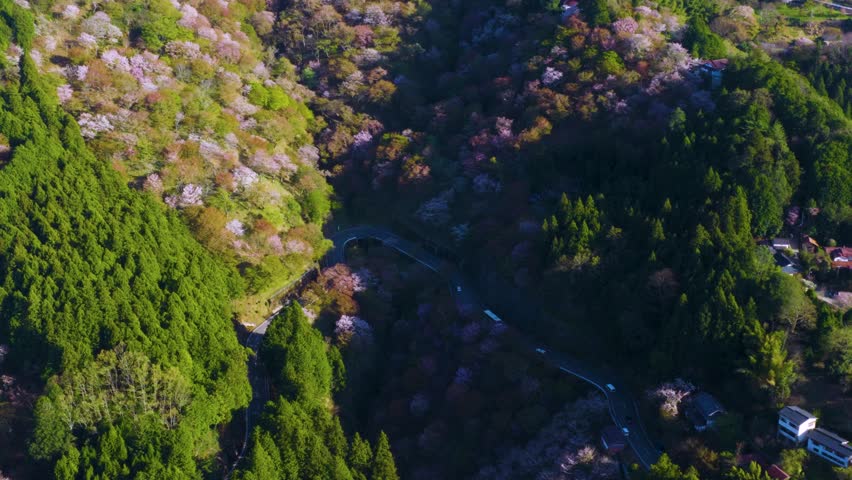 Thousands of Sakura Bloom on Yoshino Mountainside, Aerial View of Japan Spring
