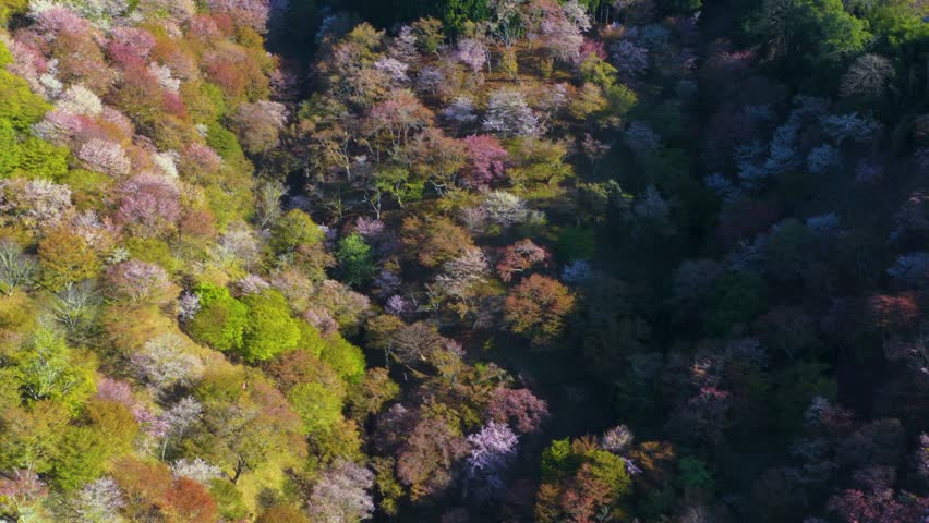 Aerial View of Blooming Sakura Trees on Yoshino Mountainside, Nara Japan