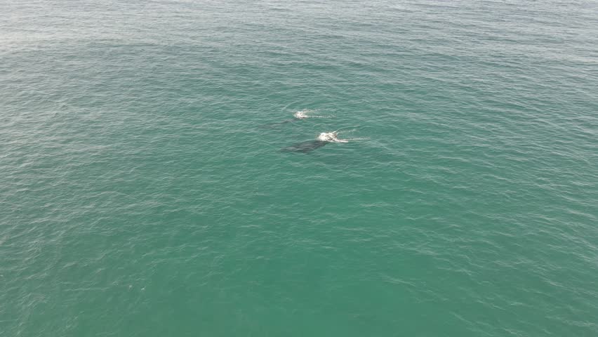 Humpback Whales diving under water
