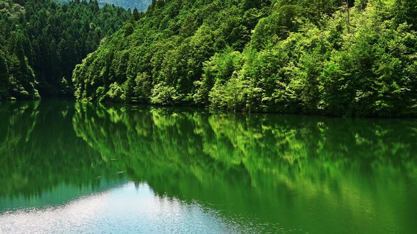 A pond in the forest, surrounded by fresh greenery.