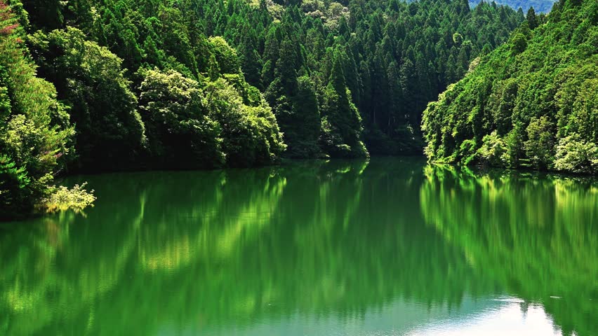A pond in the forest, surrounded by fresh greenery.