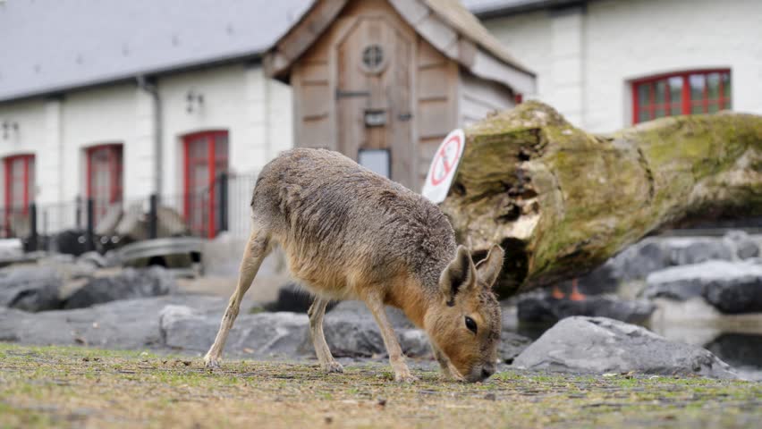A Patagonian mara grazing on grass and walking around a farmyard with ducks, in a park
