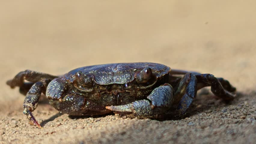 Small blue crab on sand