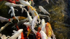 Koi Fish  in pond