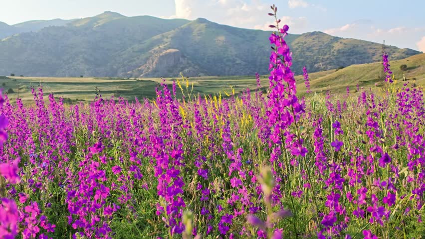Purple wildflowers bloom across rolling hills. Mountains rise in the distance under clear blue sky