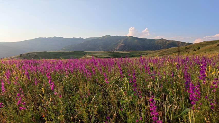 Purple wildflowers bloom across rolling hills. Mountains rise in the distance under clear blue sky