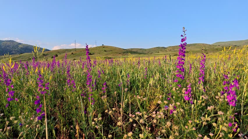 Purple wildflowers bloom across rolling hills. Mountains rise in the distance under clear blue sky