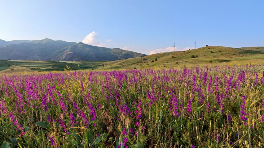 Vibrant purple wildflowers bloom across rolling hills. Gentle breeze moves tall grasses and flowers