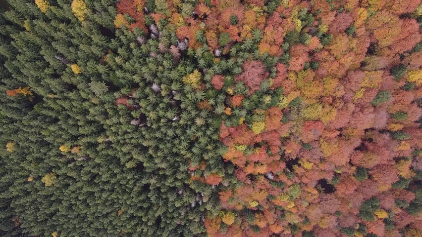 Aerial Top View of Colorful Autumn Forest with Evergreen Pine Trees