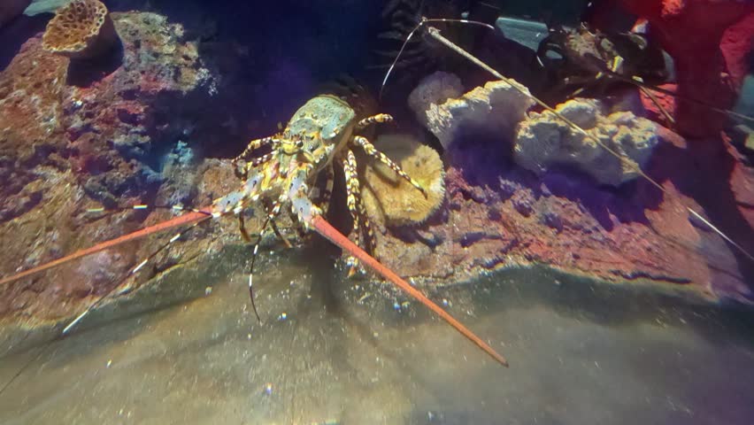 Close up of a colorful lobster standing up and moving around his legs on the sea ground underwater.