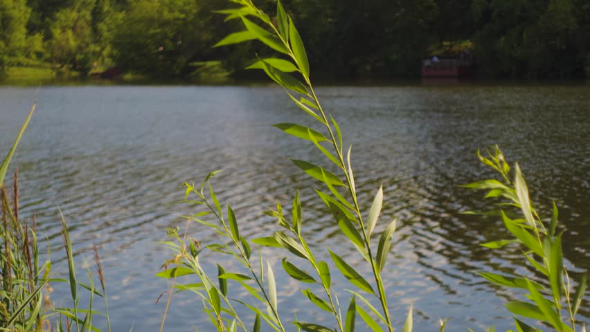 Green Lakeside Grass With Calm Water Reflections On A Tranquil Summer Shoreline.
