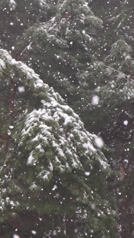 Handheld Footage Heavy snowfall in a pine forest captured in slow motion.