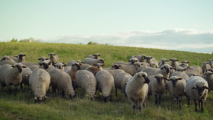 Large flock of domestic white sheep standing and grazing on green grassy hillside pasture at sunset. Farming in countryside.