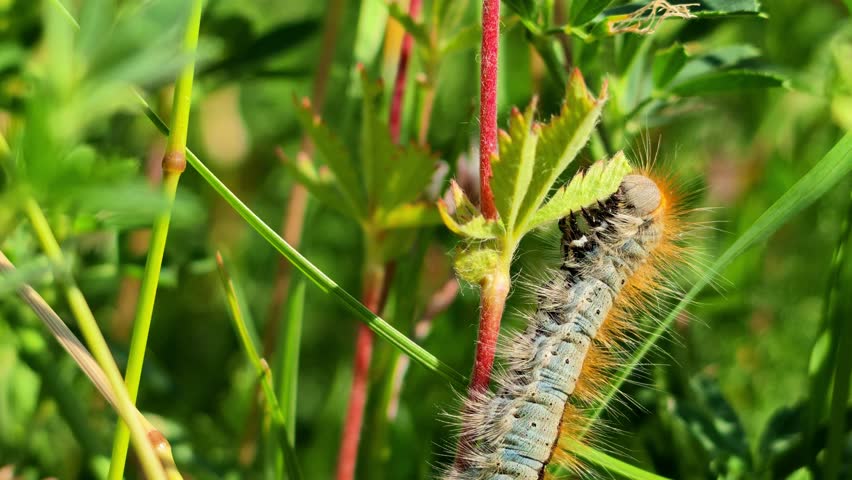 Fuzzy caterpillar crawls along a green leaf. Grass blades surround it in natural daylight