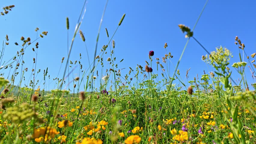 Sunlit meadow with tall grasses and wildflowers. Mountains rise behind clear blue sky