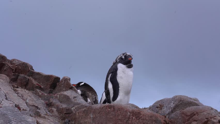 Gentoo Penguin Chick Waiting for Its Parents in a Nest on the Antarctic Coast. Responsible Antarctic Tourism
