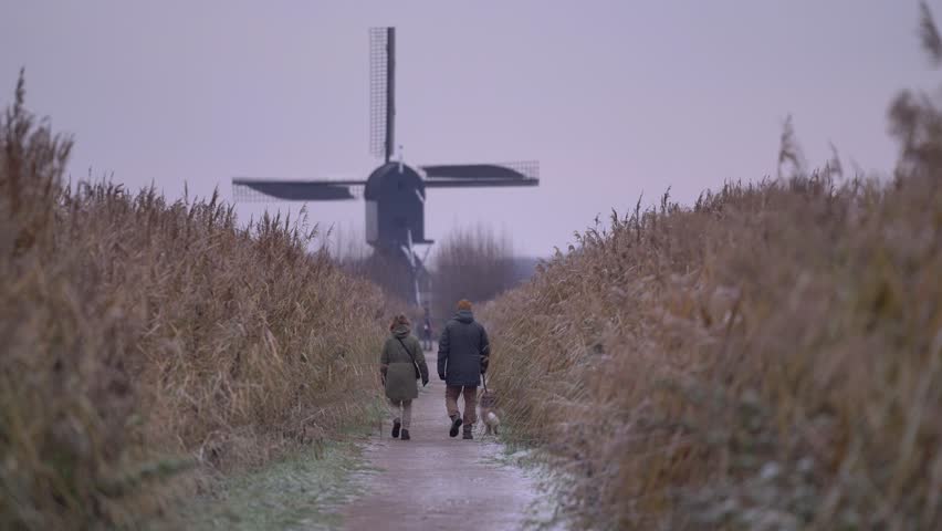 Couple Walking Their Dog on a Frosty Path Through Reeds in Kinderdijk, Netherlands, with a Traditional Windmill Rotating in the Background.