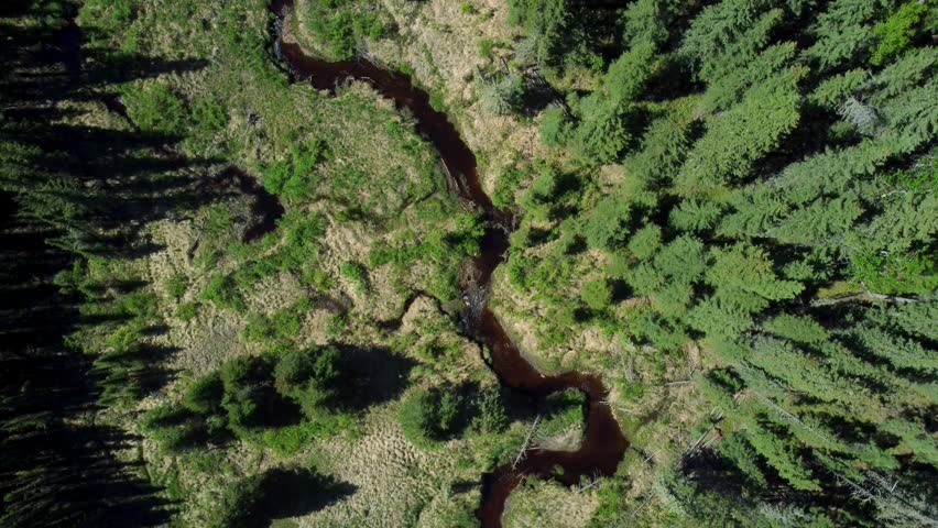Scenic aerial shot of a forest creek in the Alberta wilderness