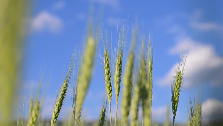 Wheat field against blue sky. Cereal crops growing in an agricultural field under blue sky. Agricultural cereal field with grain crops.