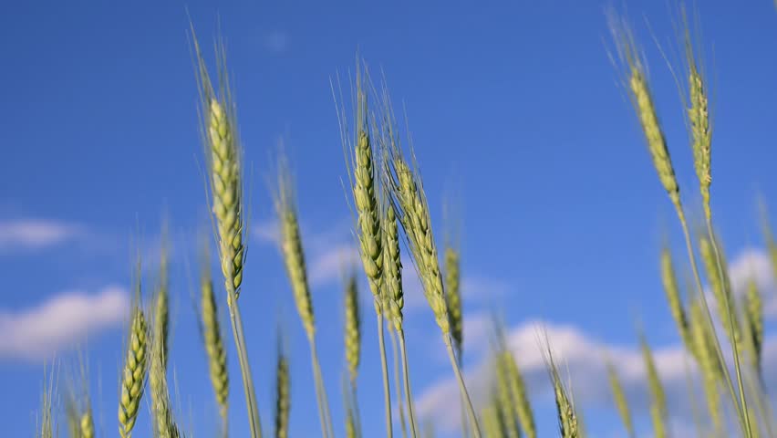 Wheat field against blue sky. Cereal crops growing in an agricultural field under blue sky. Agricultural cereal field with grain crops.