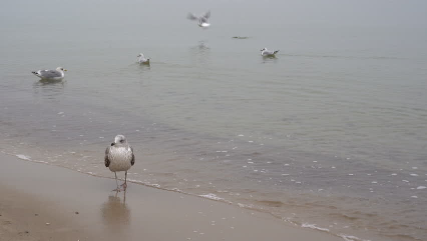 Close-up of a seagull standing on a Baltic Sea beach in autumn as gentle waves wash the shore. The bird takes flight, capturing a peaceful coastal wildlife moment.