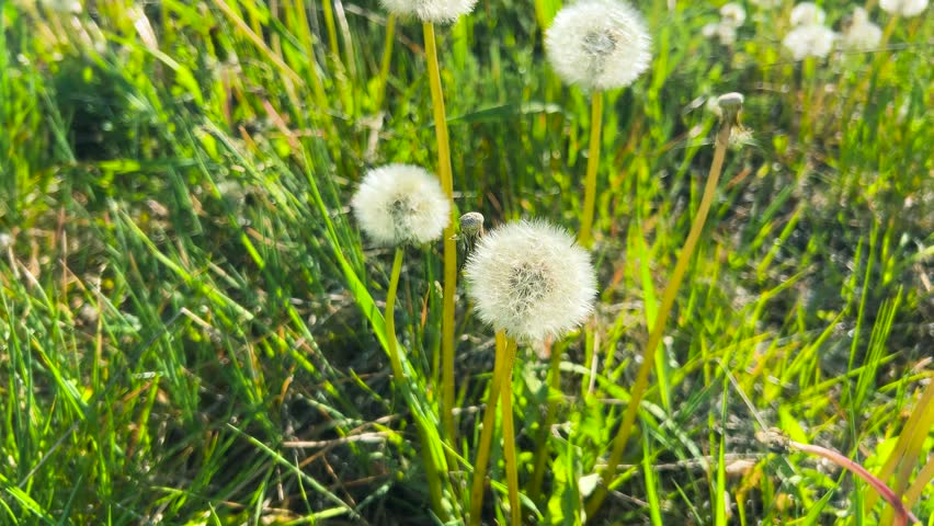 Dandelions field in a soft wind. Fluffy white seed heads glow in the sunlight. Wildflowers grow on a green meadow in summer. Close up of dandelion seeds blowing away.